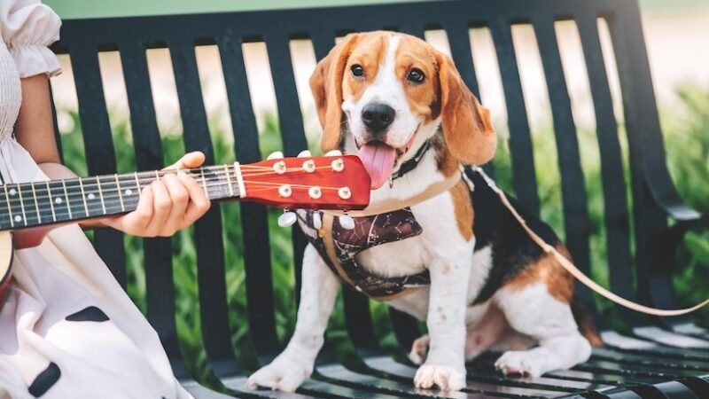 Do Dogs Like Classical Music