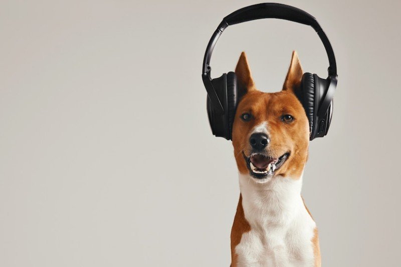 Do Dogs Understand Music