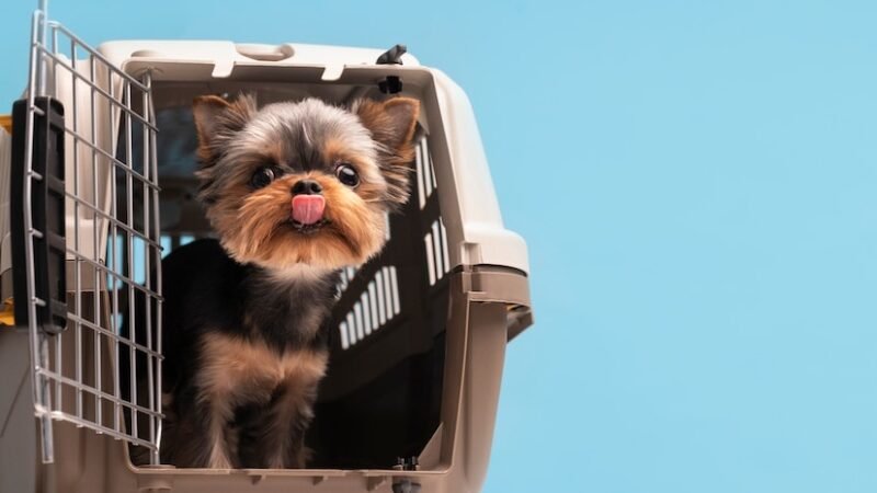 5 Key Things You Should Know About Pet Transport